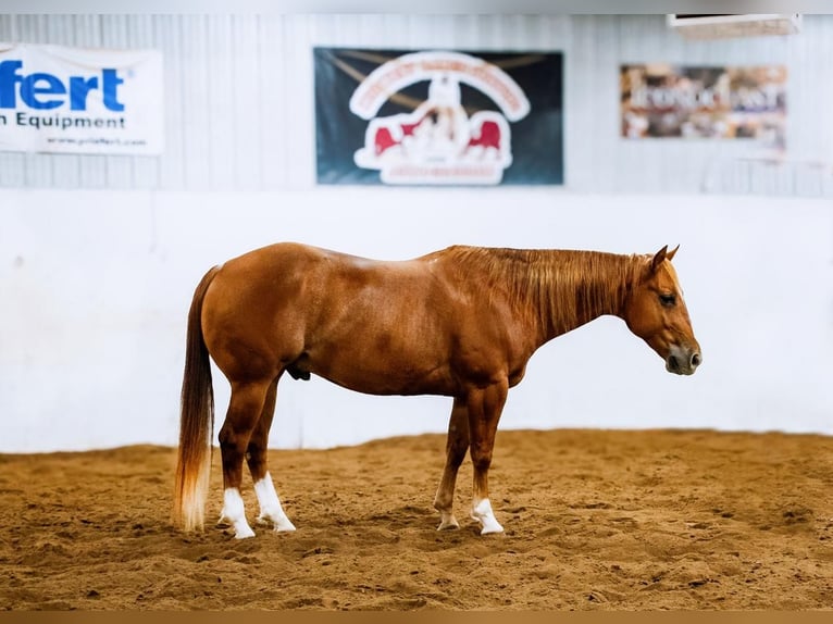 American Quarter Horse Wallach 5 Jahre Rotfuchs in Nevis, MN