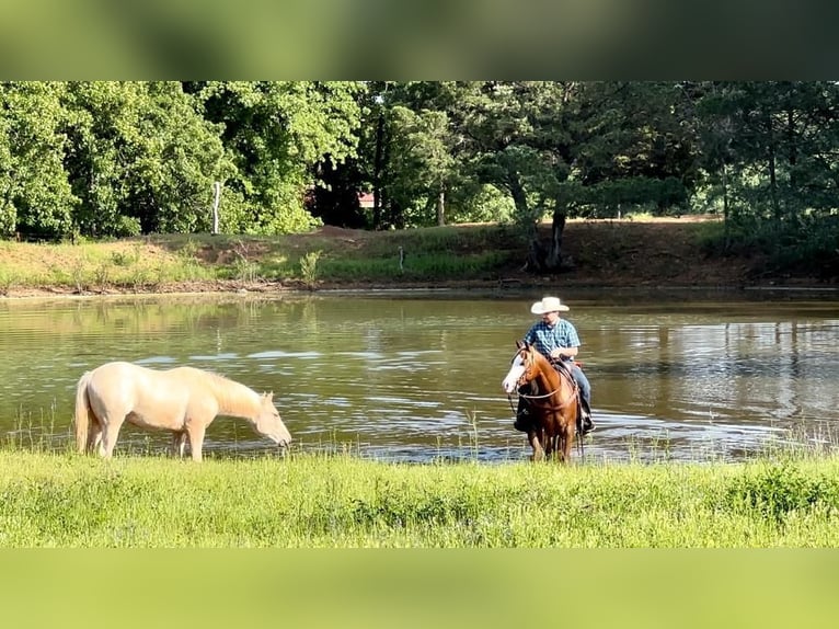 American Quarter Horse Wallach 5 Jahre Rotfuchs in Whitesboro, TX