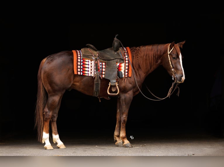 American Quarter Horse Wallach 5 Jahre Rotfuchs in Quitman