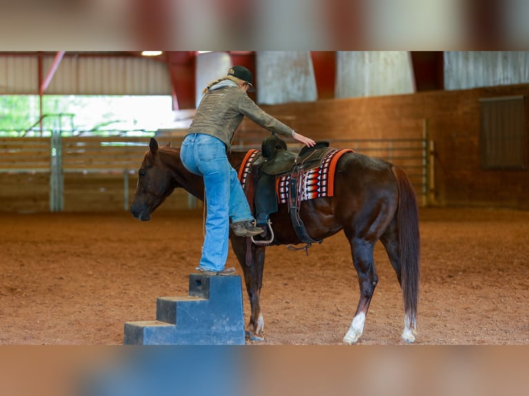 American Quarter Horse Wallach 5 Jahre Rotfuchs in Quitman