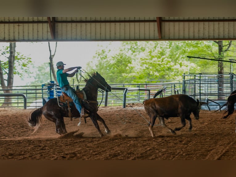 American Quarter Horse Wallach 5 Jahre Rotfuchs in Quitman