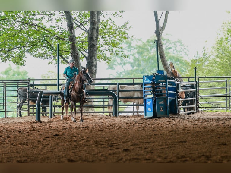 American Quarter Horse Wallach 5 Jahre Rotfuchs in Quitman