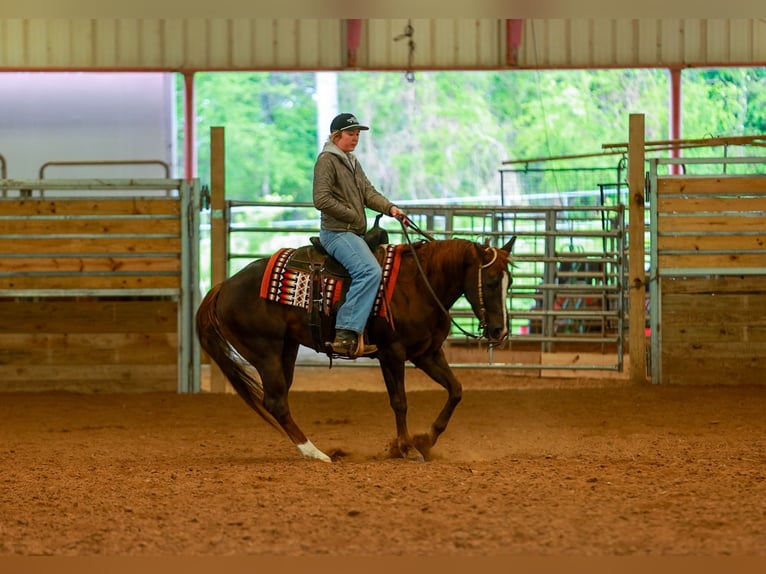 American Quarter Horse Wallach 5 Jahre Rotfuchs in Quitman