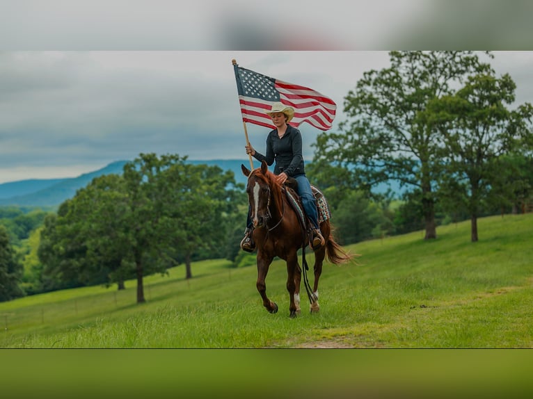 American Quarter Horse Wallach 5 Jahre Rotfuchs in Quitman