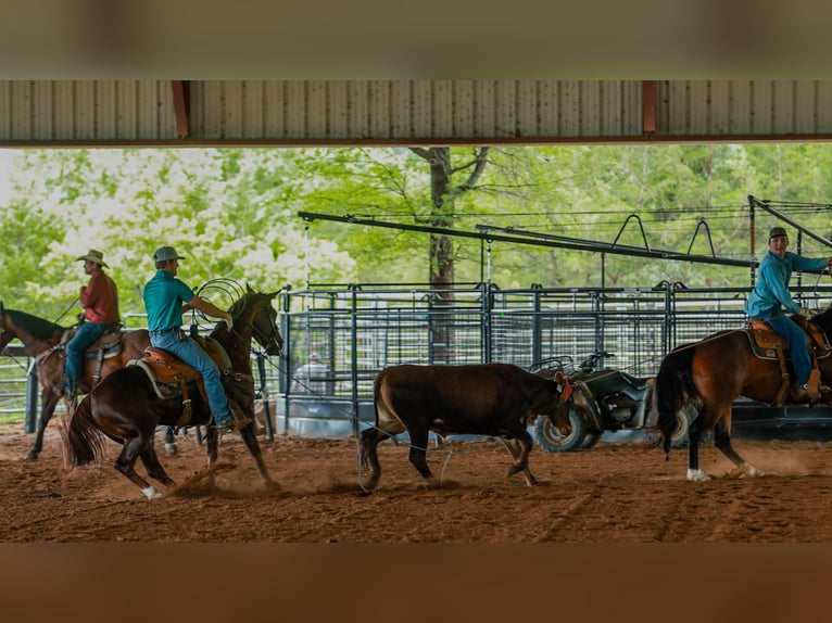 American Quarter Horse Wallach 5 Jahre Rotfuchs in Quitman