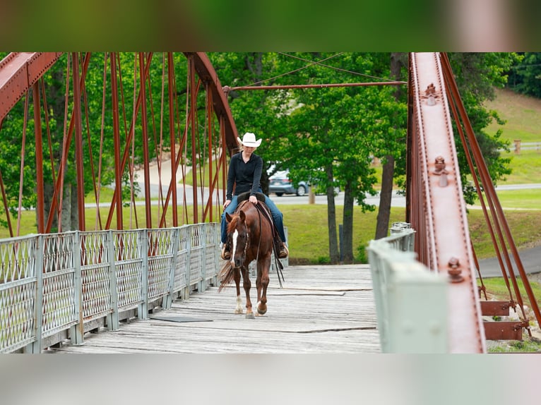 American Quarter Horse Wallach 5 Jahre Rotfuchs in Quitman