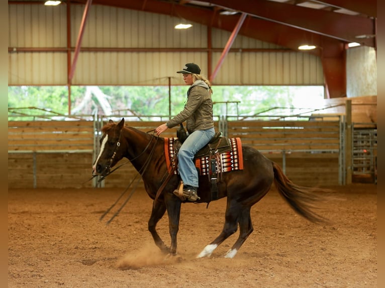 American Quarter Horse Wallach 5 Jahre Rotfuchs in Quitman