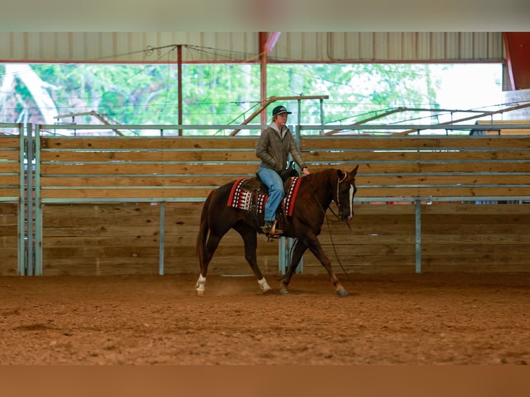 American Quarter Horse Wallach 5 Jahre Rotfuchs in Quitman