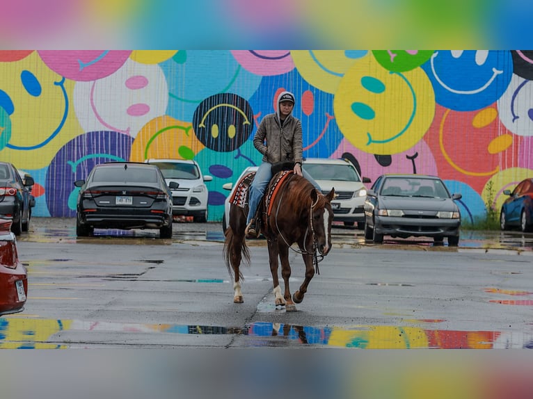 American Quarter Horse Wallach 5 Jahre Rotfuchs in Quitman