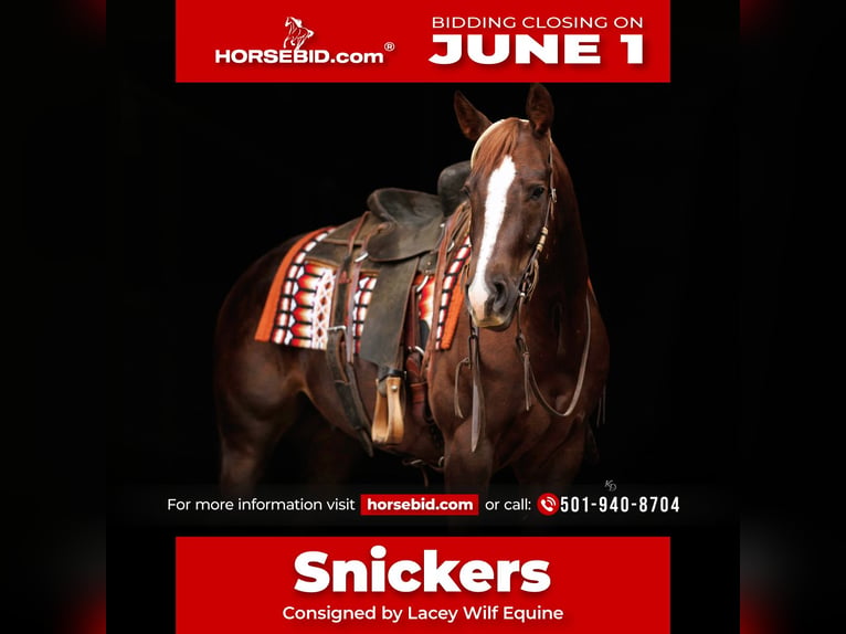 American Quarter Horse Wallach 5 Jahre Rotfuchs in Quitman
