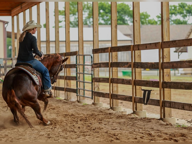 American Quarter Horse Wallach 5 Jahre Rotfuchs in Quitman