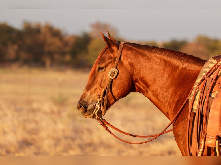 American Quarter Horse Wallach 5 Jahre Rotfuchs in Ryan