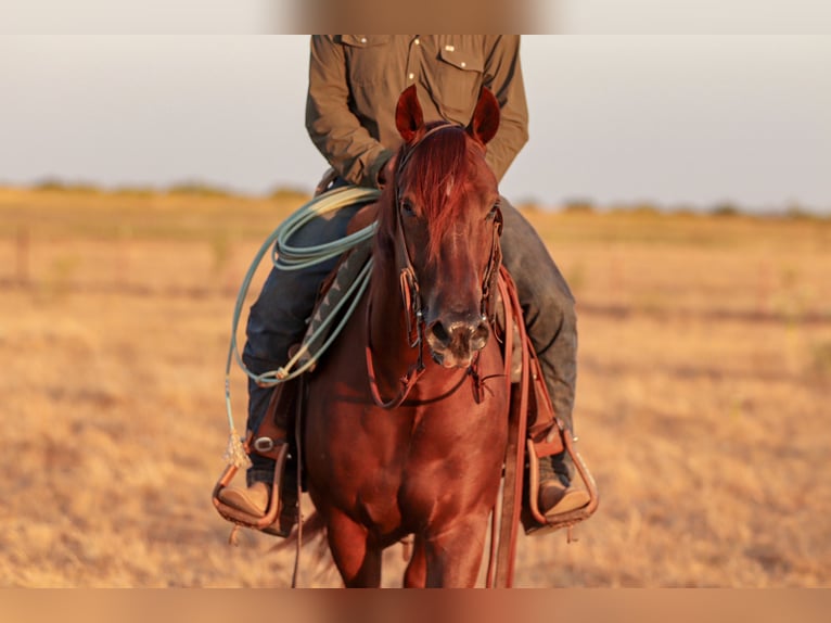 American Quarter Horse Wallach 5 Jahre Rotfuchs in Ryan