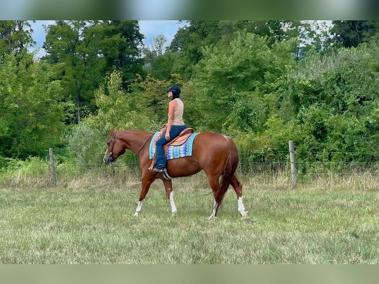 American Quarter Horse Wallach 5 Jahre Rotfuchs in Grantville