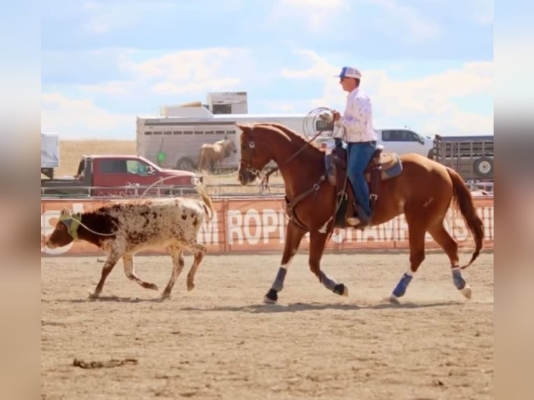 American Quarter Horse Wallach 5 Jahre Rotfuchs in Grantville