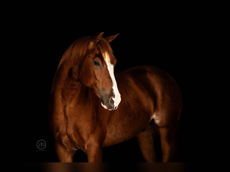 American Quarter Horse Wallach 5 Jahre Rotfuchs in Grantville