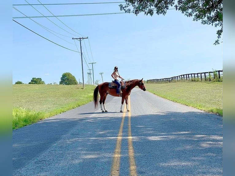 American Quarter Horse Wallach 5 Jahre Rotfuchs in Grantville