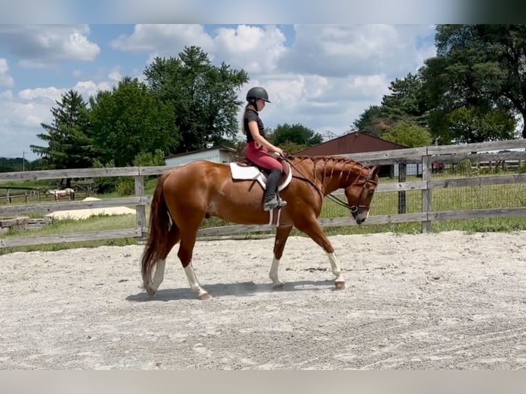 American Quarter Horse Wallach 5 Jahre Rotfuchs in Grantville