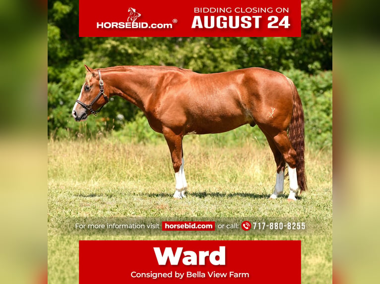 American Quarter Horse Wallach 5 Jahre Rotfuchs in Grantville