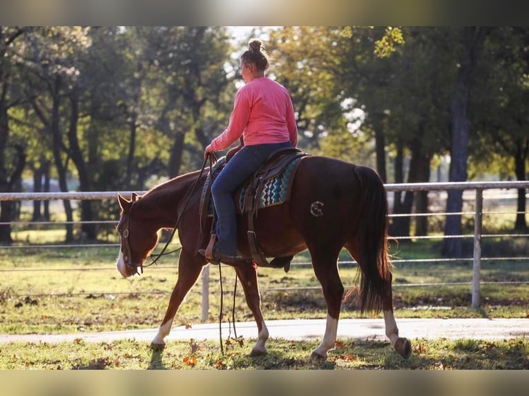 American Quarter Horse Wallach 5 Jahre Rotfuchs in Pilot Point, TX
