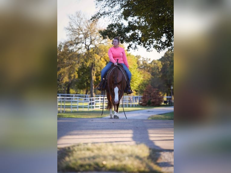 American Quarter Horse Wallach 5 Jahre Rotfuchs in Pilot Point, TX