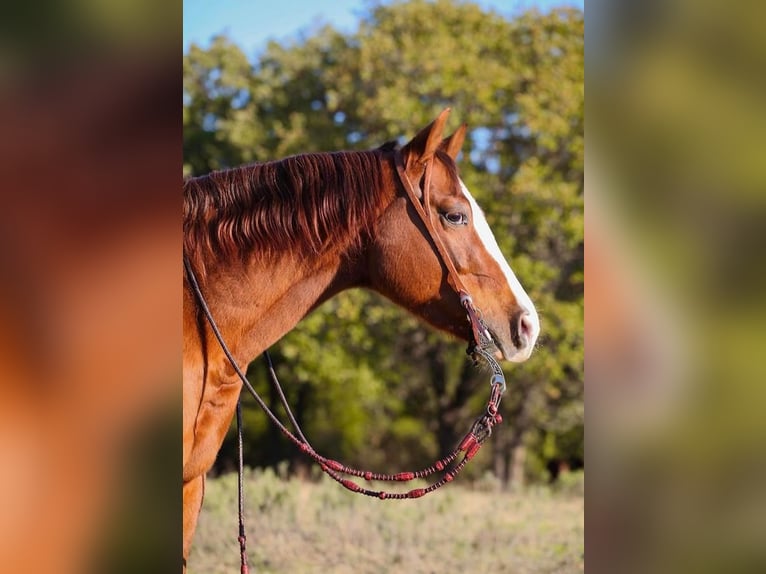 American Quarter Horse Wallach 5 Jahre Rotfuchs in Pilot Point, TX