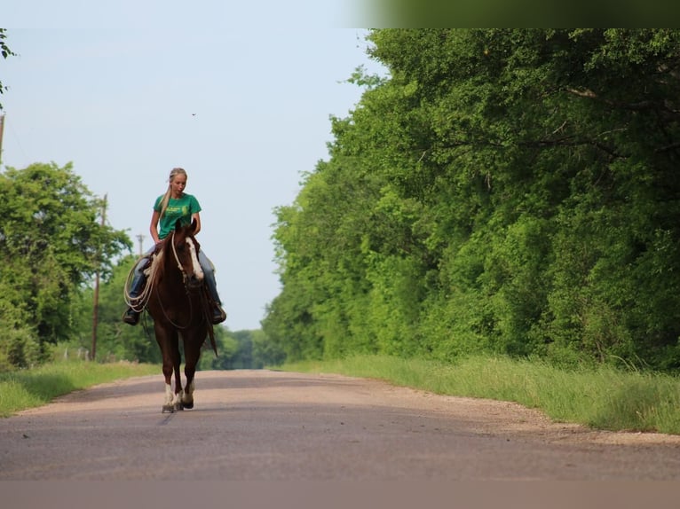 American Quarter Horse Mix Wallach 5 Jahre Rotfuchs in Waco, TX