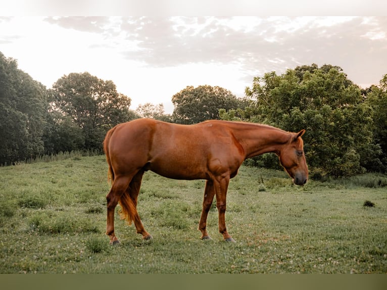 American Quarter Horse Wallach 5 Jahre Rotfuchs in Bunker Hill