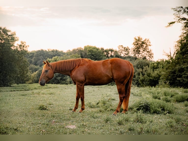 American Quarter Horse Wallach 5 Jahre Rotfuchs in Bunker Hill