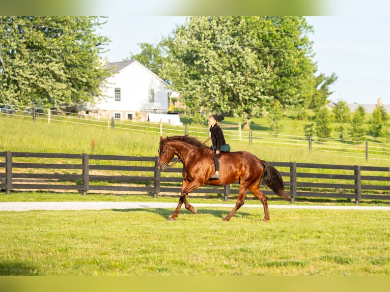 American Quarter Horse Wallach 5 Jahre Rotfuchs in Brinkhaven