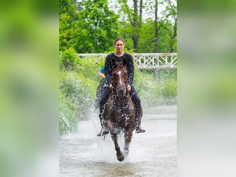 American Quarter Horse Wallach 5 Jahre Rotfuchs in Brinkhaven