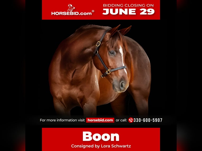 American Quarter Horse Wallach 5 Jahre Rotfuchs in Brinkhaven
