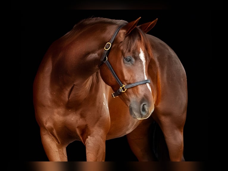 American Quarter Horse Wallach 5 Jahre Rotfuchs in Brinkhaven