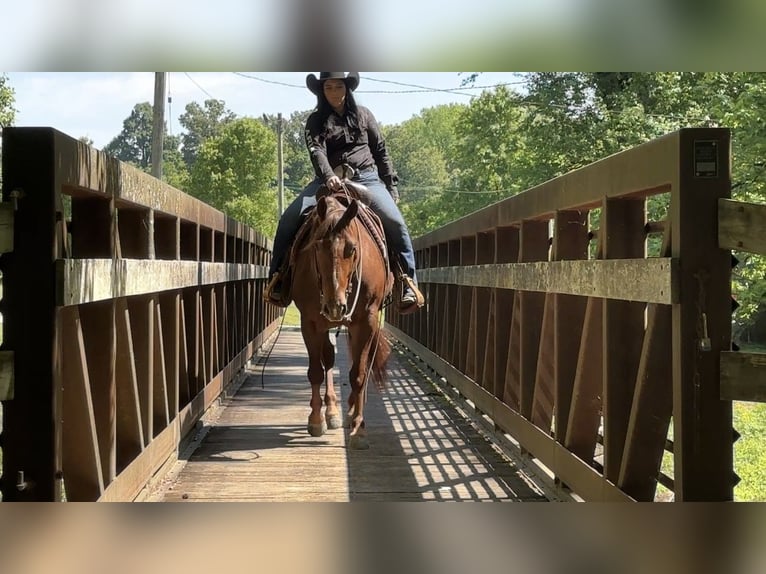 American Quarter Horse Wallach 5 Jahre Rotfuchs in Henderson