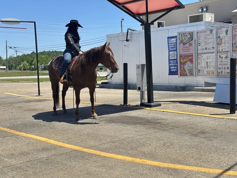 American Quarter Horse Wallach 5 Jahre Rotfuchs in Henderson