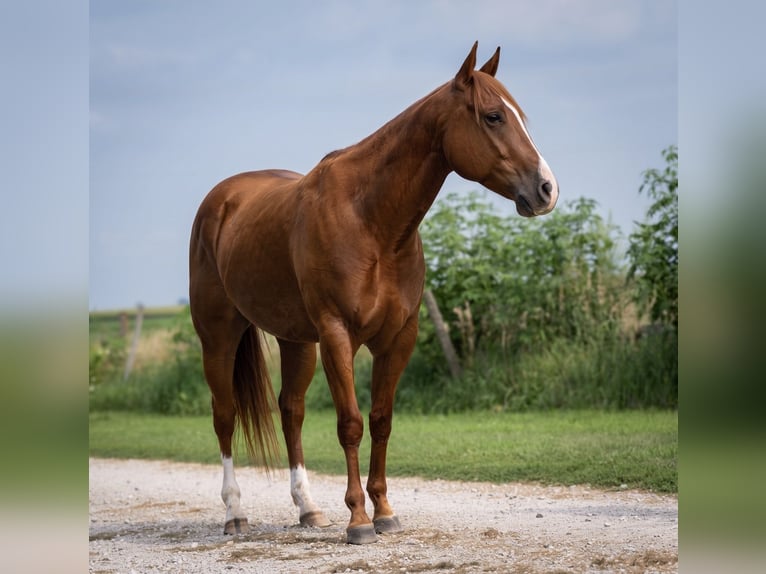 American Quarter Horse Wallach 5 Jahre Rotfuchs in Joy