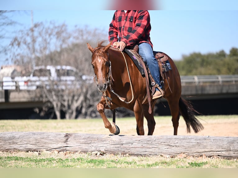 American Quarter Horse Wallach 5 Jahre Rotfuchs in Waco, TX