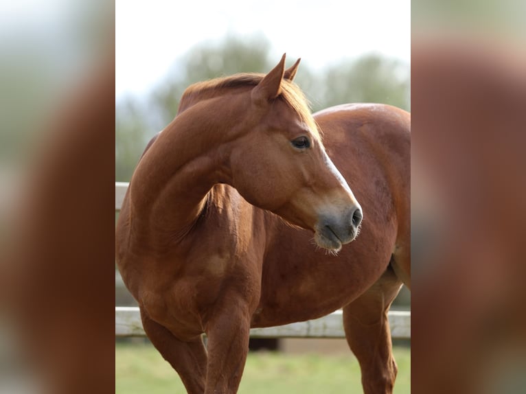 American Quarter Horse Wallach 5 Jahre Rotfuchs in Nieuwrode