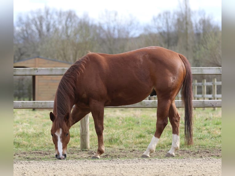 American Quarter Horse Wallach 5 Jahre Rotfuchs in Nieuwrode