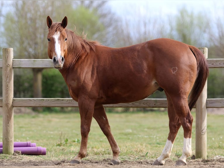 American Quarter Horse Wallach 5 Jahre Rotfuchs in Nieuwrode