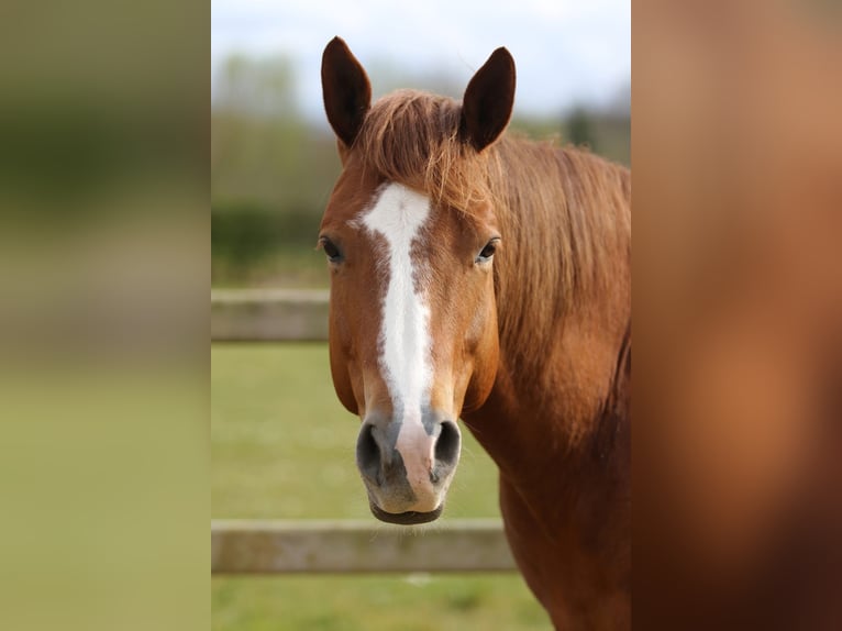 American Quarter Horse Wallach 5 Jahre Rotfuchs in Nieuwrode