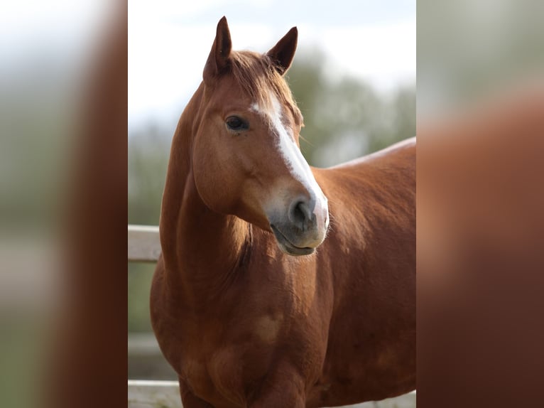 American Quarter Horse Wallach 5 Jahre Rotfuchs in Nieuwrode