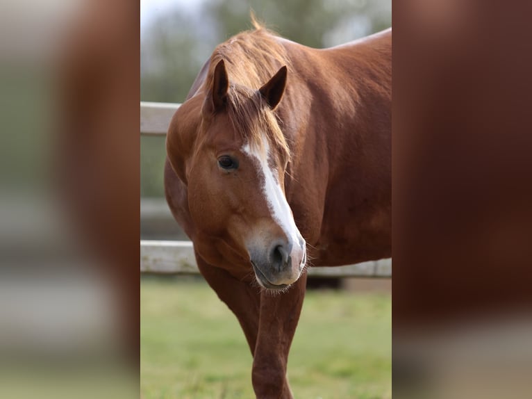 American Quarter Horse Wallach 5 Jahre Rotfuchs in Nieuwrode