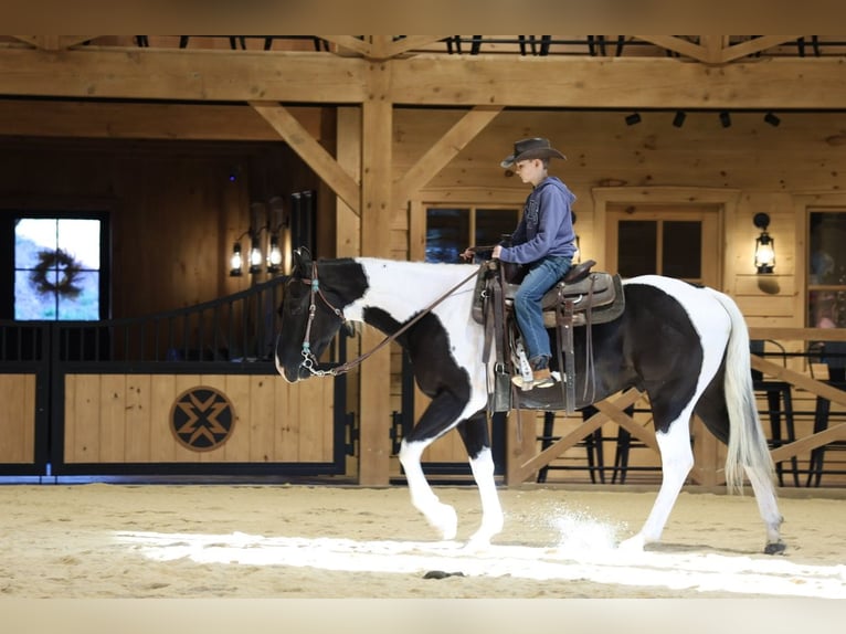American Quarter Horse Wallach 5 Jahre Schecke in Needmore
