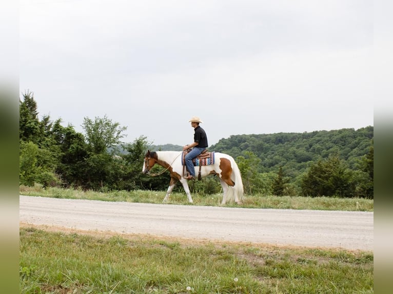 American Quarter Horse Wallach 5 Jahre Schecke in Sedalia, MO