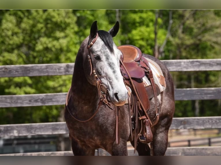 American Quarter Horse Wallach 5 Jahre Schimmel in Clover