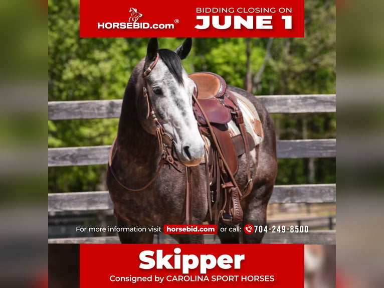 American Quarter Horse Wallach 5 Jahre Schimmel in Clover