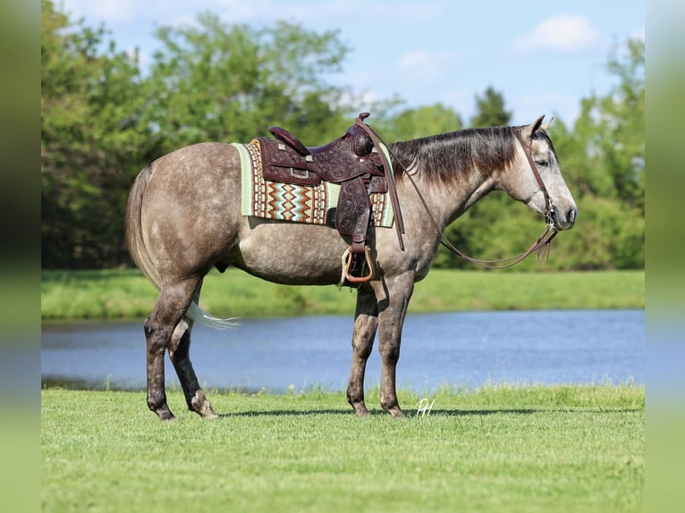 American Quarter Horse Wallach 5 Jahre Schimmel in Buffalo