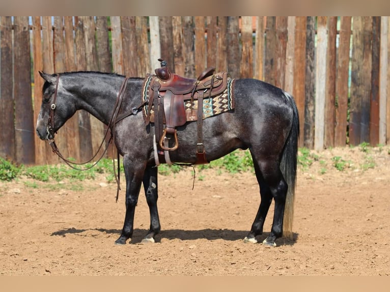 American Quarter Horse Wallach 5 Jahre Schimmel in Joshua, TX