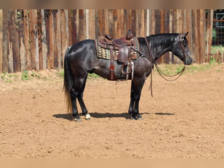American Quarter Horse Wallach 5 Jahre Schimmel in Joshua, TX